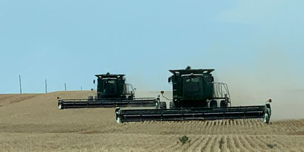 wheat seed harvest