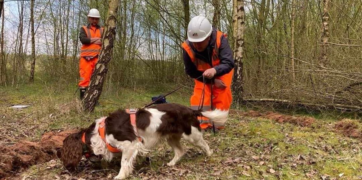 Great Crested Newt detection dog Harley.