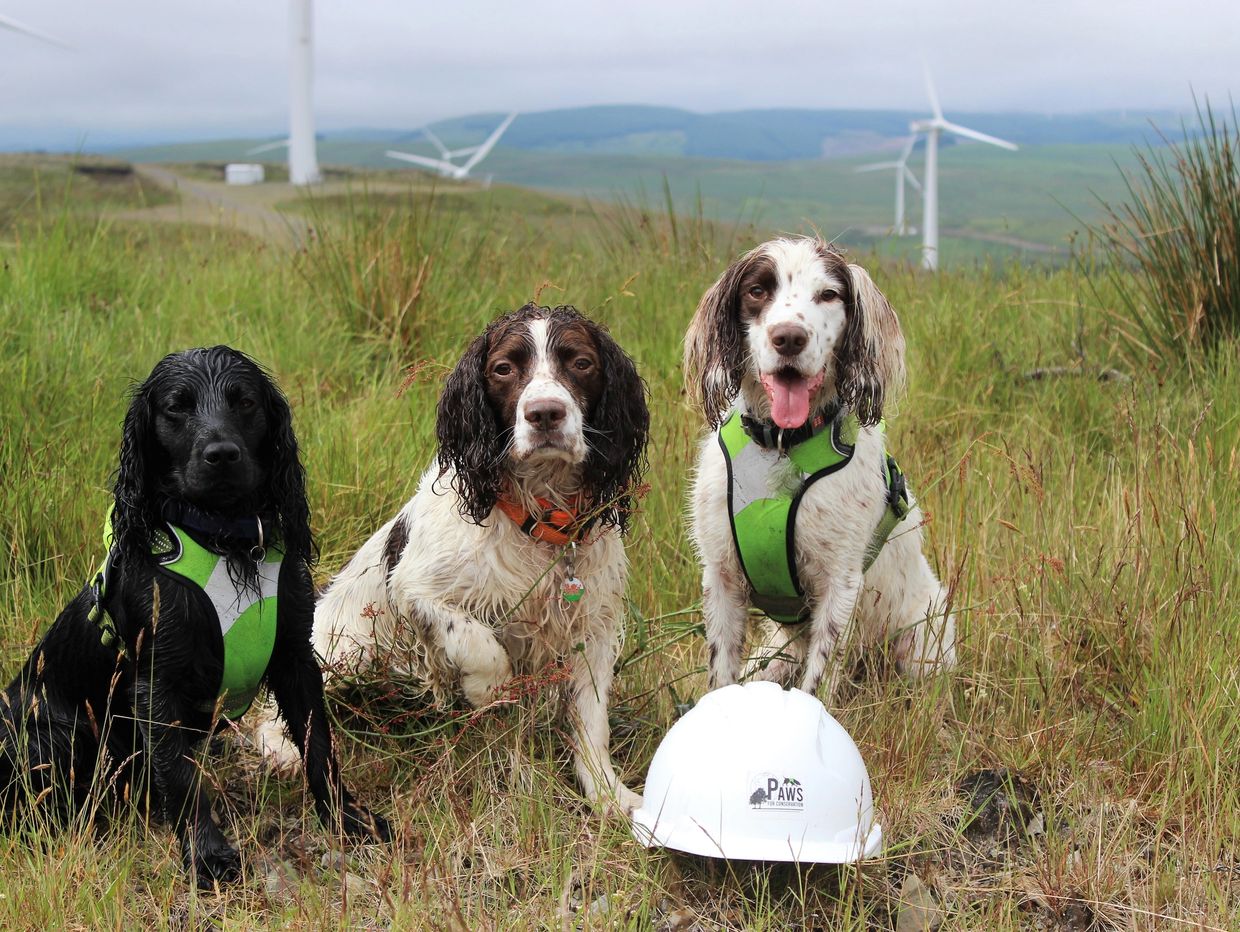 The dog team - Stig, Max and Willow at a wind farm carrying out bat carcass surveys