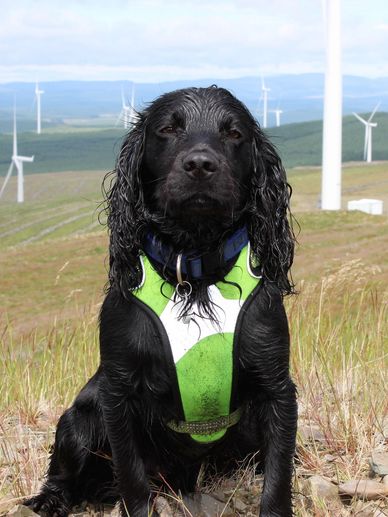 Bat and bird detection dog