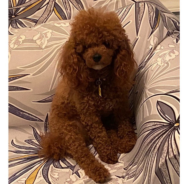 Carolines Treasures BB1506DDM Buff Poodle Spoiled Dog Lives Here