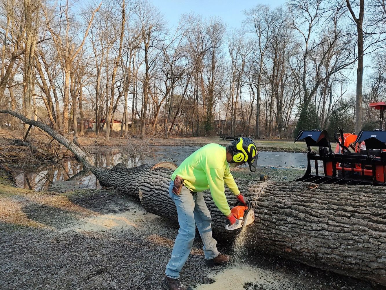 Large oak tree removal from a pond by Mr. Rick's Tree Service in Clarksville, TN.