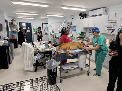 Our main treatment area