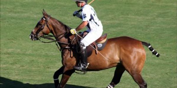 Learn to play polo
