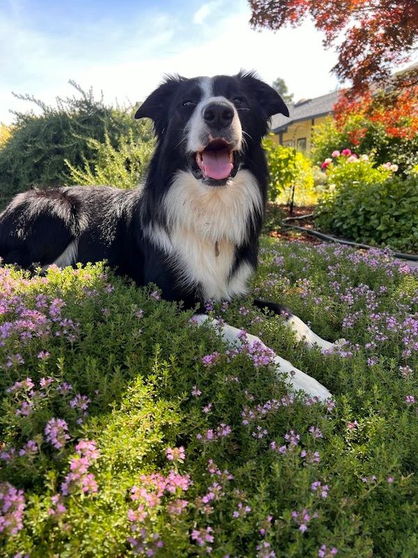 Happy black and white dog lying in a garden of pink flowers.