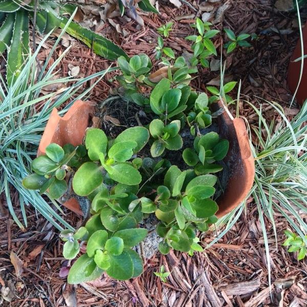 Green plant growing in a broken clay pot outdoors.