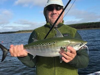 Dispatches: Fly Fishing for False Albacore off Cape Cod - The Compleat  Angler