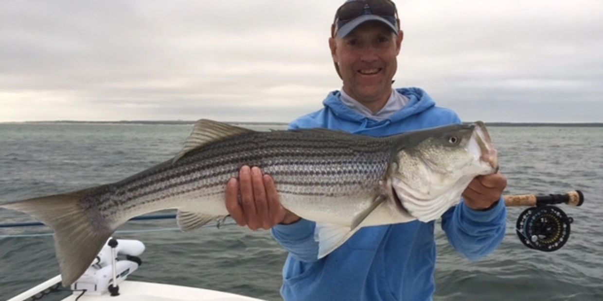 King of the Flats: Sight Fishing Striped Bass on Cape Cod - Flylords Mag