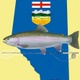 Alberta Competitive Fly Fishing