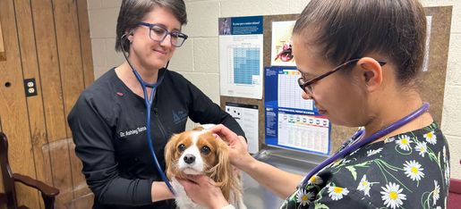 Manor Animal Hospital | Lancaster Veterinarian | Pet Care in Lancaster, PA Manor Animal Hospital | Lancaster Veterinarian | Pet Care in Lancaster, PA