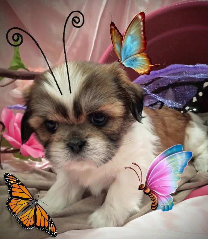 Izzy at 5 Weeks Photo Shoot "Country Rose" Themed.