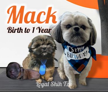 Three Shih Tzu puppies showing growth from birth to one year.