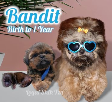 Two Shih Tzu puppies, one with heart-shaped sunglasses and bow.