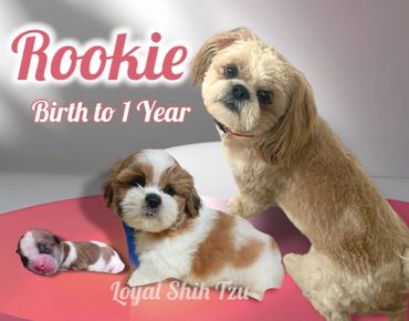 Three stages of a Shih Tzu's first year, from newborn to adult.