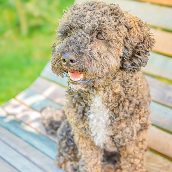Lustiger lockiger Hund sitzt auf einer Holzbank.