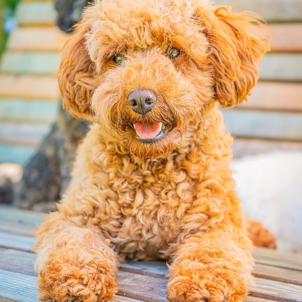 Ein süßer, lockiger Hund liegt auf einer Bank.