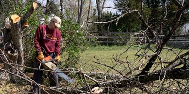 tree clearing, fallen tree cleanup