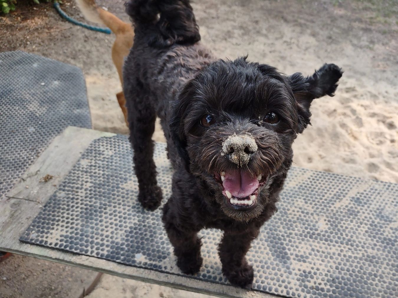 The Dazzling Dawg dog grooming listing photo