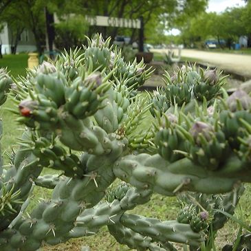 Cactus blooms flowers