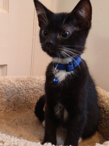 THE LAKELAND CREW

Born wee hours of July 5, 2022 indoors to a feral/stray Mama Kitty.