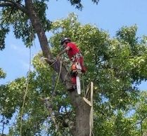 Removal of a large Maple Tree