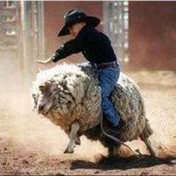 Mutton Busting