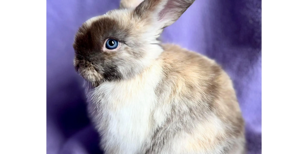 Bunny
Therapy bunny
Animal therapy
emotional support animal