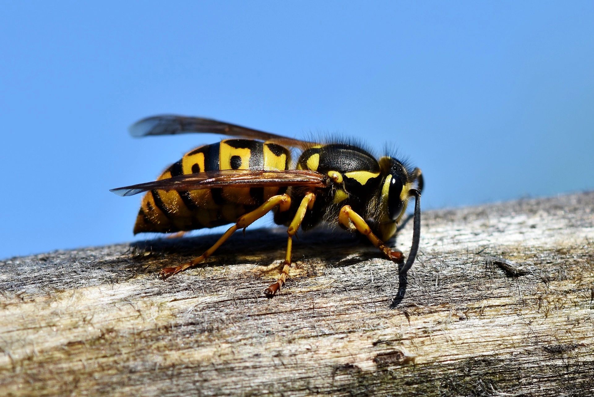 wasp control
Hornets 
Insect 