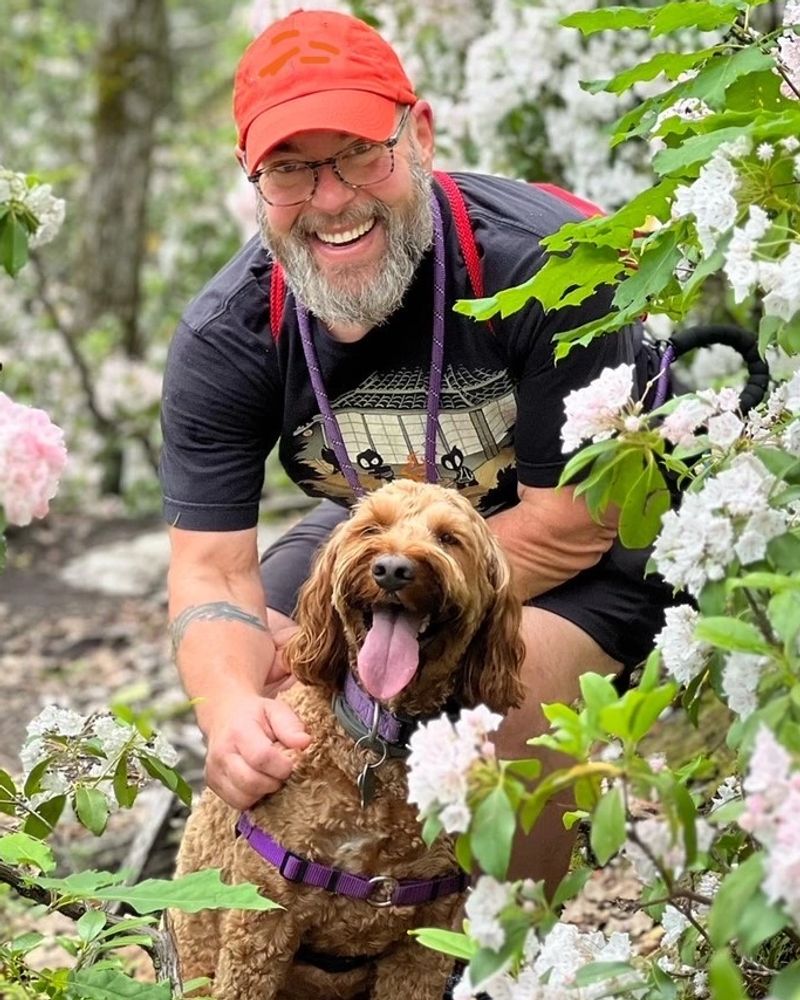 Labradoodle dog and owner on a hike 