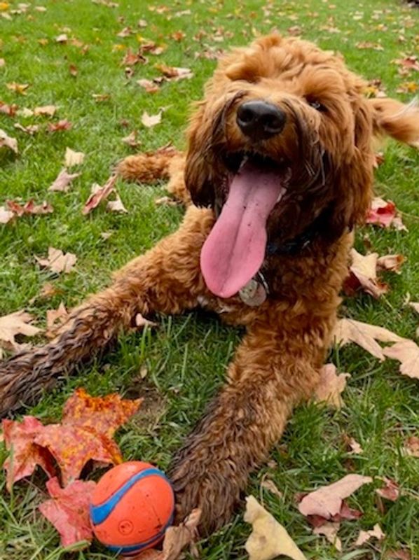 Happy dog lying in the grass with a ball 