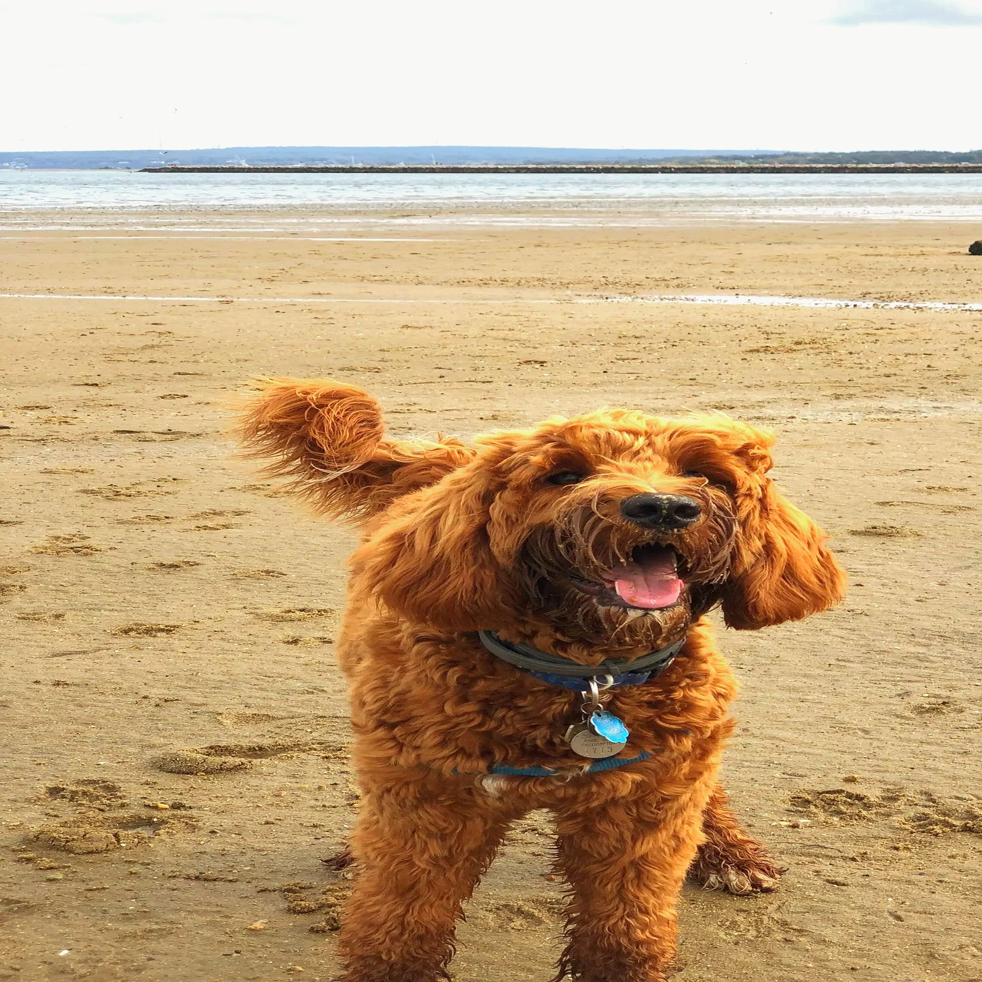 Happy dog at the beach