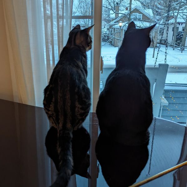 Two cats looking out the window hoping their owner set up a pet trust
