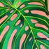 Monstera - SOLD
