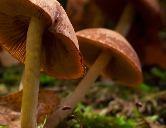 Psilocybe Cubensis -Magic Mushrooms: A species of psilocybin mushroom.