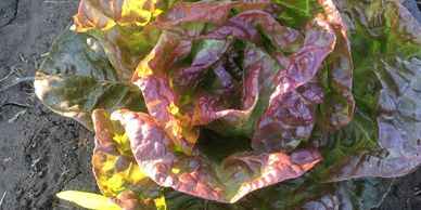 Find our produce around Colorado Springs at these local businesses:
Nightingale Bakery
Provisions Ba