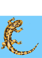 Salamander Springs