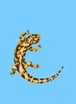 Salamander Springs