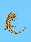 Salamander Springs