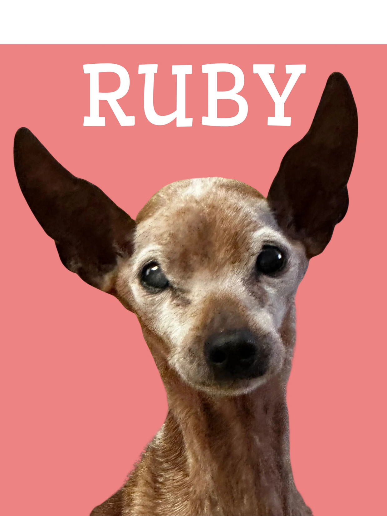 Ruby our miniature pinscher