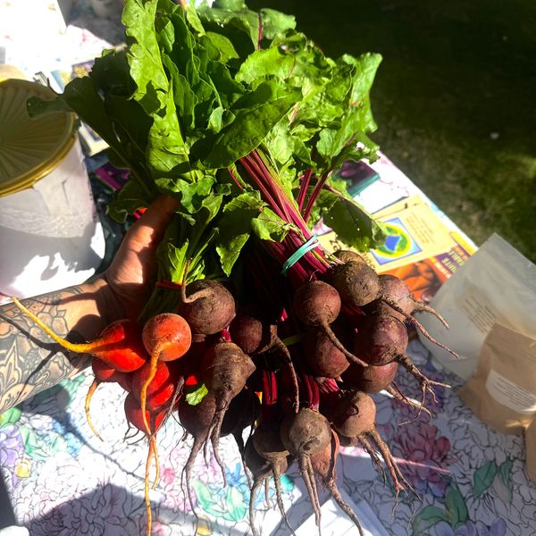 Freshly harvested beets and carrots with green leaves held in hand under sunlight.