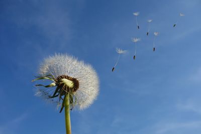 flower blowing seeds in the air