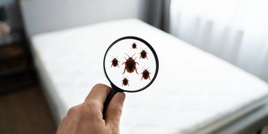 Free Bed Bug Inspection