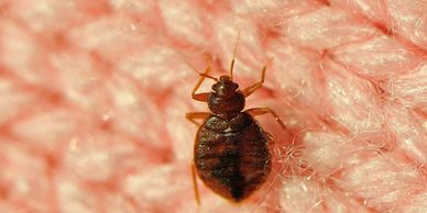 Bed Bug Removal