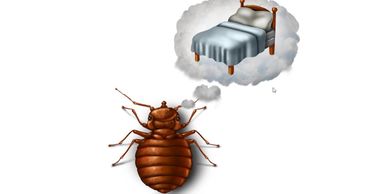 Bed Bugs Infestation Pittsburgh