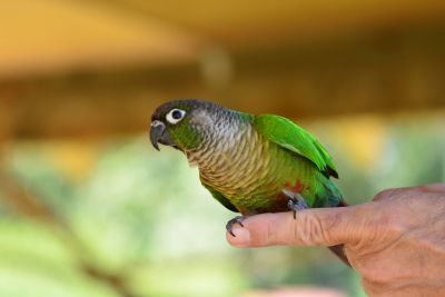 Green cheek conure. Photo by Joe Mabel, CC BY-SA 4.0, via Wikimedia Commons.