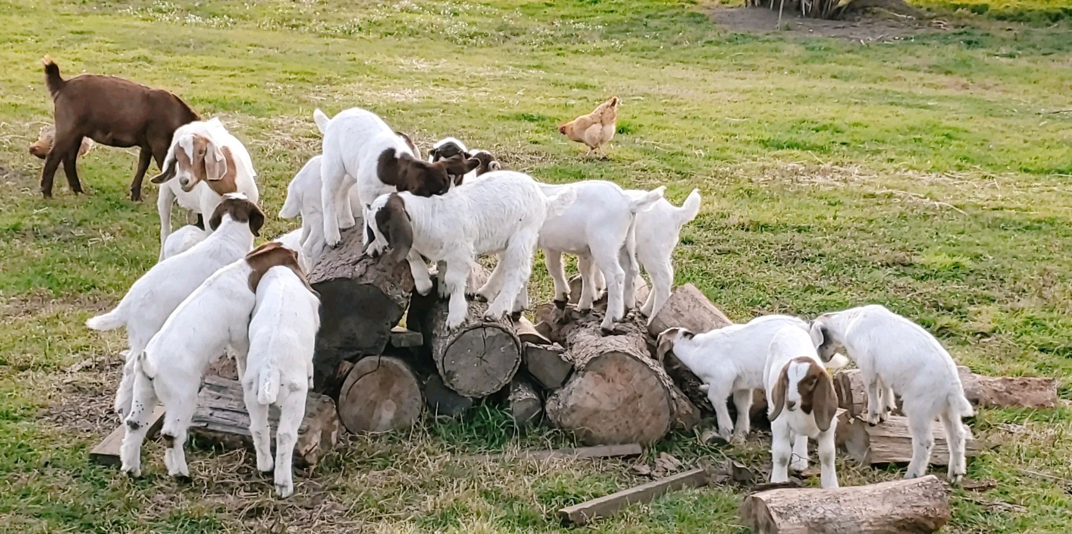 Leshay Goat Rentals Home