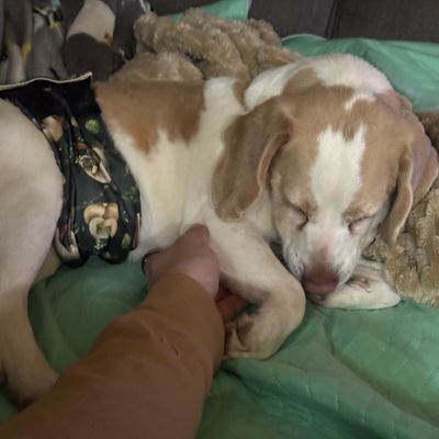 This is Butters, he came to us in rough shape; but, the 2 months we fostered, he was happy, finally.