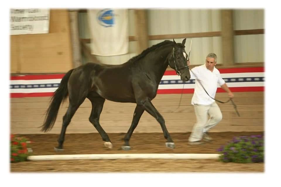 American Warmblood Society inspection. Handled by Phil Silva