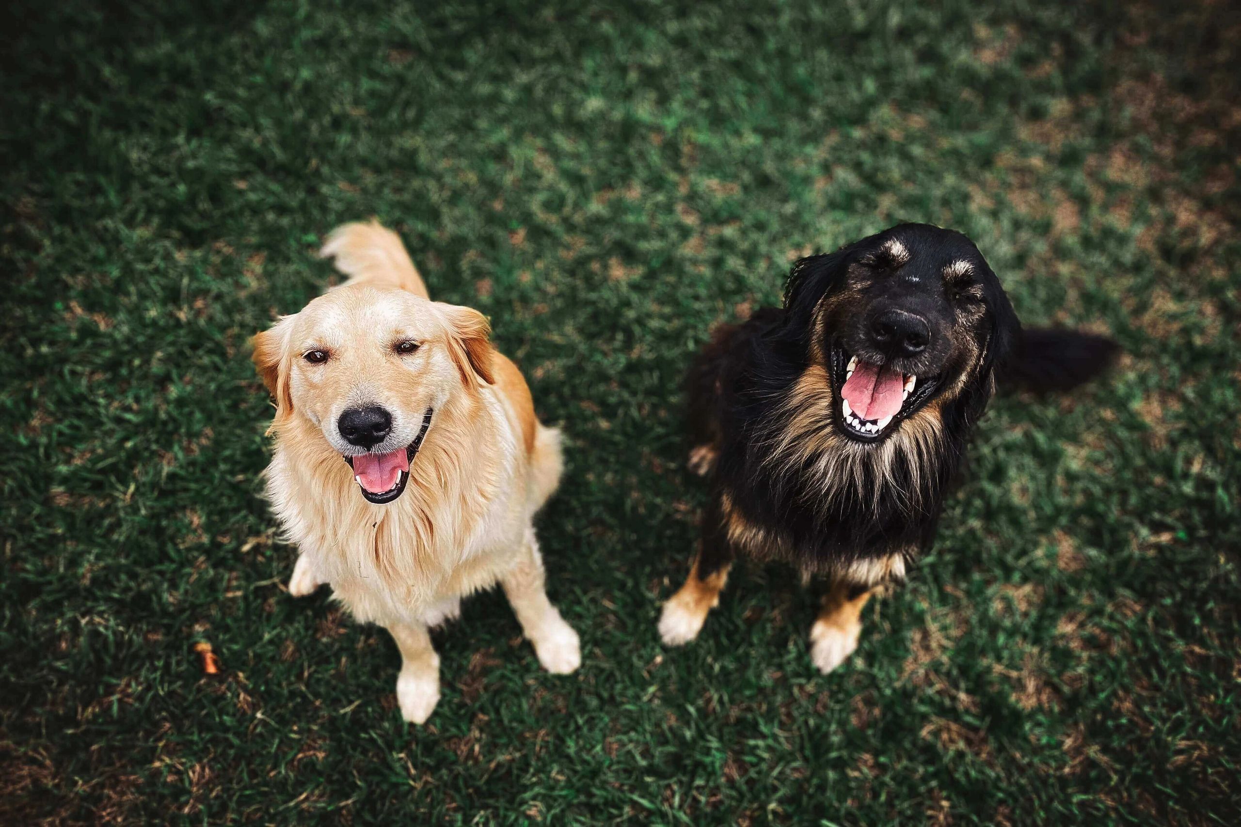 Amazing (And Affordable) Pet Hair Removal Brush! Lilly Brush