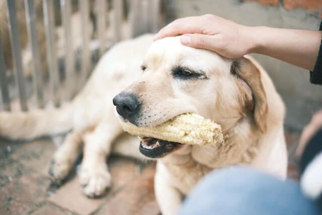 do dogs lose hair with age